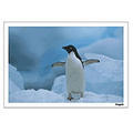 Digital Post Card Book / �y���M��