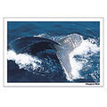 Digital Post Card Book / �N�W��