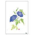 Digital Post Card Book / �ԁE���ʉ�