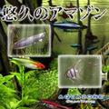 AQUAZONE Open Water 悠久のアマゾン