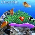 Digifish ClownFish