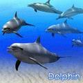 Digifish Dolphin