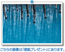 北海道　青い池｜こちらの画像は「壁紙プレゼント」にあります。