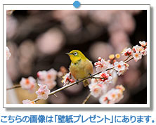 京都府　北野天満宮の梅とメジロ｜こちらの画像は「壁紙プレゼント」にあります。