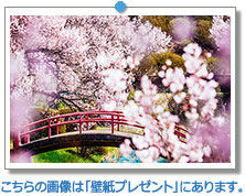 長野県　荒神山公園の桜｜こちらの画像は「壁紙プレゼント」にあります。