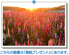 愛知県　夕刻のルピナスの花畑｜こちらの画像は「壁紙プレゼント」にあります。