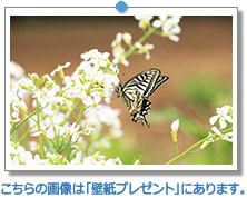 ダイコンの花に止まるアゲハチョウ｜こちらの画像は「壁紙プレゼント」にあります。