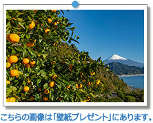 静岡県 みかんと富士山｜こちらの画像は「壁紙プレゼント」にあります。