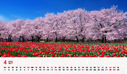 埼玉県　春の深谷グリーンパークに咲くチューリップと桜