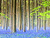 ベルギー　フランダース　ハレルボスの森