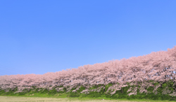 岐阜県 大島堤の桜並木と青空