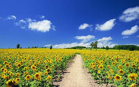 ヒマワリ畑と一本道(北海道