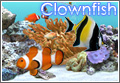 �摜 Digifish ClownFish
