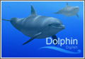 �摜 Digifish Dolphin