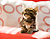  neko kabegami 