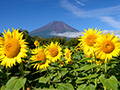 「山梨県　ヒマワリ畑と夏の富士山」など、夏の壁紙を公開！