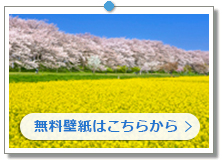 埼玉県　権現堂桜堤の桜｜こちらの画像は「壁紙プレゼント」にあります。