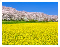 「春の風景壁紙」