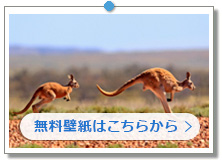 アカカンガルー｜こちらの画像は「壁紙プレゼント」にあります。