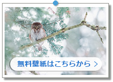 XYtNEb̉摜́uǎv[gvɂ܂B