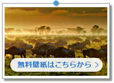 タンザニア セレンゲティ国立公園 オグロヌーの群れ|こちらの画像は「壁紙プレゼント」にあります。