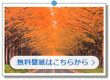 滋賀県 紅葉のメタセコイア並木|こちらの画像は「壁紙プレゼント」にあります。