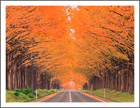 「秋の風景壁紙」