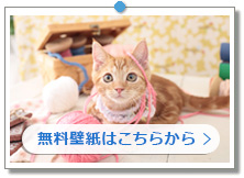 マンチカン|動物の壁紙|こちらの画像は「壁紙プレゼント」にあります。