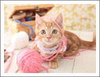 「動物の壁紙」