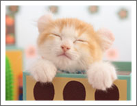 「動物の壁紙」