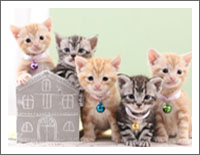 「動物の壁紙」