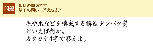 毛や爪などを構成する構造タンパク質といえば何か。カタカナ4字で答えよ。