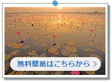 タイのハス畑|世界の風景壁紙|こちらの画像は「壁紙プレゼント」にあります。