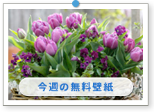 �t�����[�A�����W�����g�@�`���[���b�v�b�Ԃ̕ǎ��b������̉摜�́u�ǎ��v���[���g�v�ɂ���܂��B