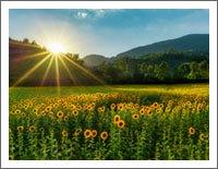 �u���E�̕��i�ǎ��v