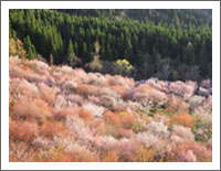 �u�t�̕��i�ǎ��v