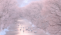 北海道 樹氷の川とタンチョウのネグラ