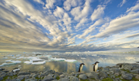 アデリーペンギン 南極