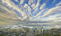 アデリーペンギン 南極