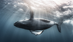 ザトウクジラ