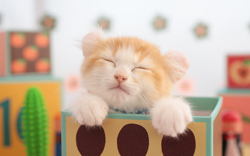 アメリカンカール