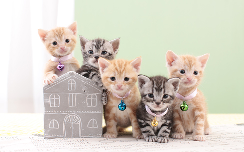 アメリカンショートヘア