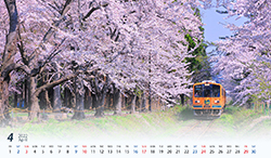 青森県　桜の咲く津軽鉄道