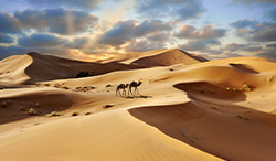 モロッコ　夕暮れのシェビ砂丘　ラクダ