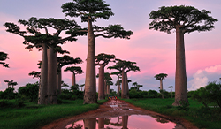 マダガスカル 日没時のグランディエのバオバブ