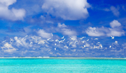 ミクロネシア　チューク諸島　アジサシの群れ