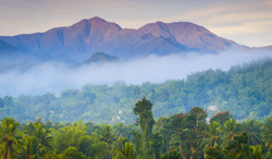 ジャマイカ ブルーマウンテン