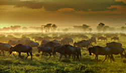 タンザニア セレンゲティ国立公園 オグロヌーの群れ