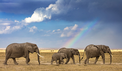 ケニア アンボセリ国立公園 アフリカゾウ