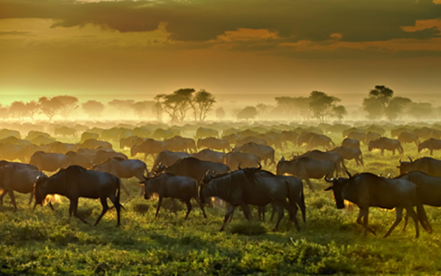 タンザニア　セレンゲティ国立公園　オグロヌーの群れ